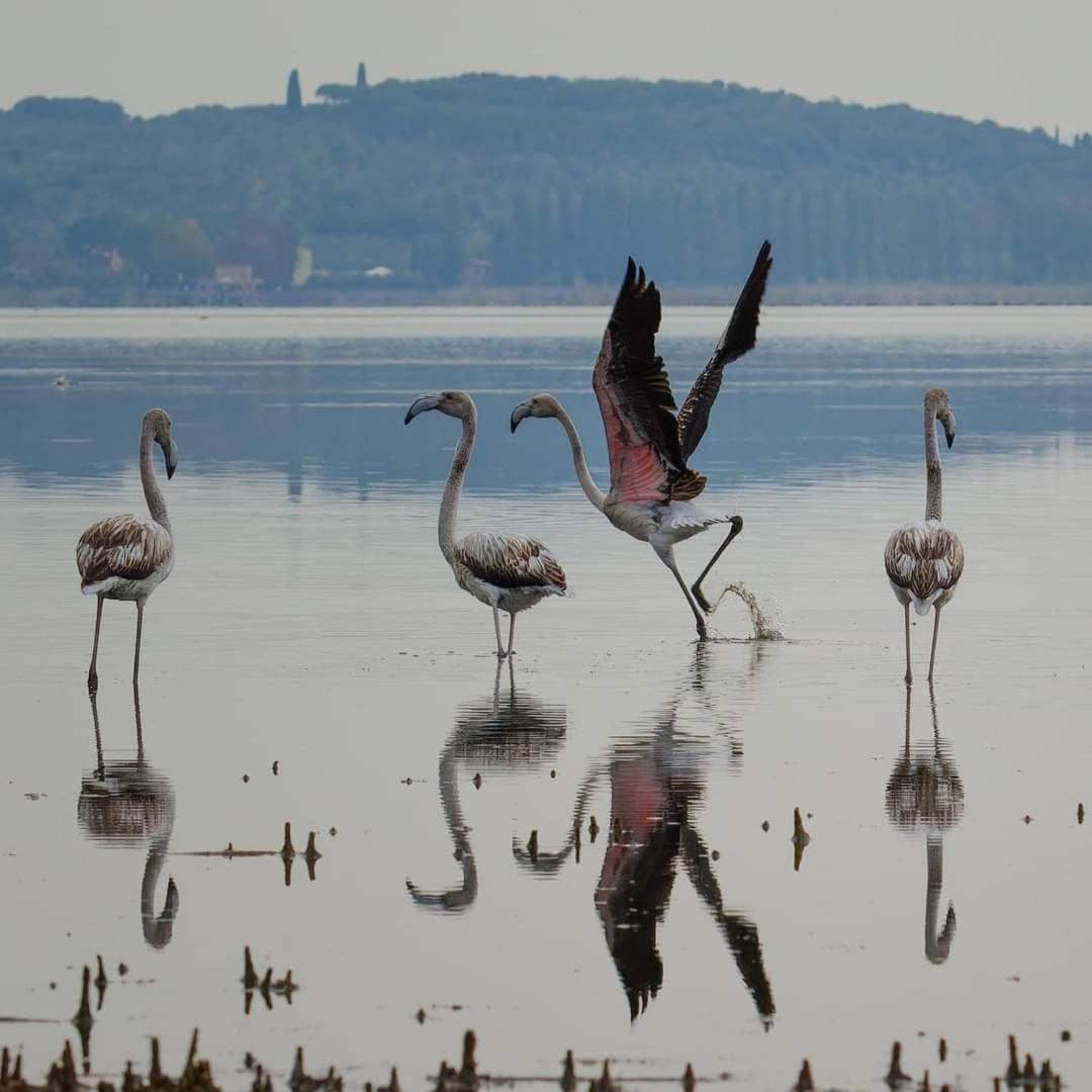 Chalet Sul Trasimeno Sant'Arcangelo  Luaran gambar